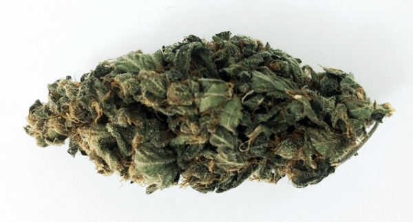 Northern Lights - 10 Grams