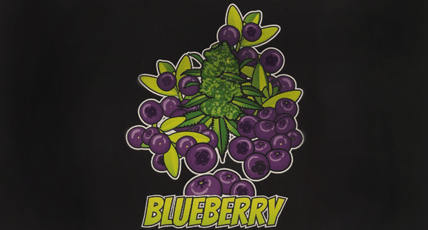 Blueberry - 10 Grams